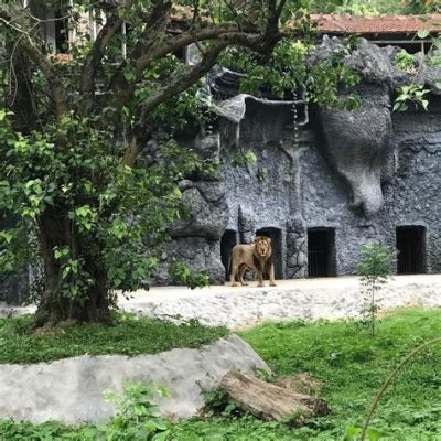 漳州動物園如何展現多元動物群落的特色魅力